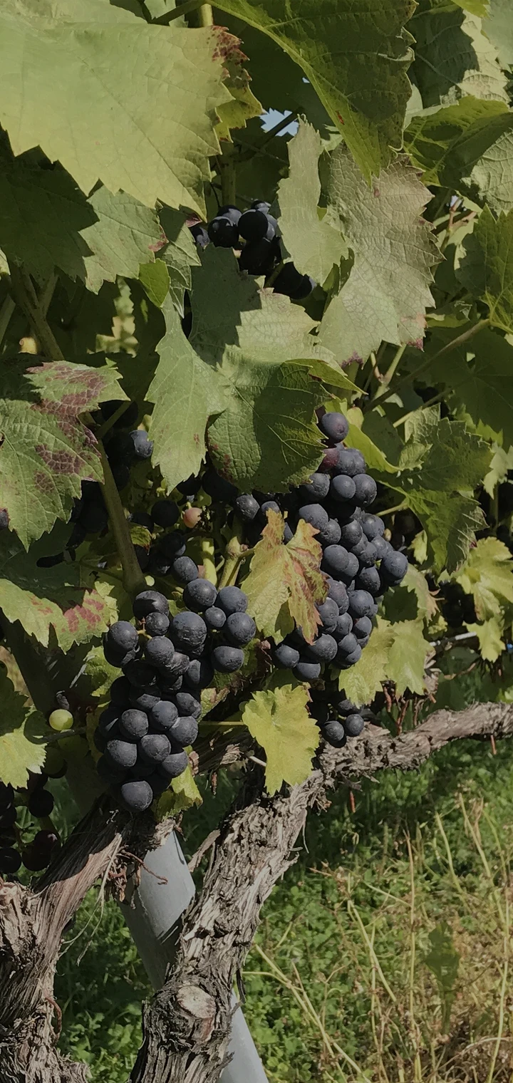 Value　地球にいいことしてる？